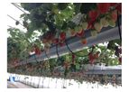 BHK - Hydroponic Strawberry Greenhouse System