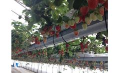 BHK - Hydroponic Strawberry Greenhouse System