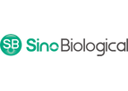 Sino - Model SSA009 - Goat Anti-Human IgG Secondary Antibody (Biotin)