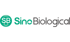 Sino - E. Coli Protein Expression Service