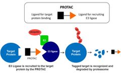 Research Progress of Targeted Protein Degradation Technology
