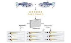 Creative Biostructure Supplies MagHelix™ Zebrafish Screening Platform for Drug Discovery