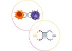 Affimed - Model AFM13 - Innate Cell Engager Molecule