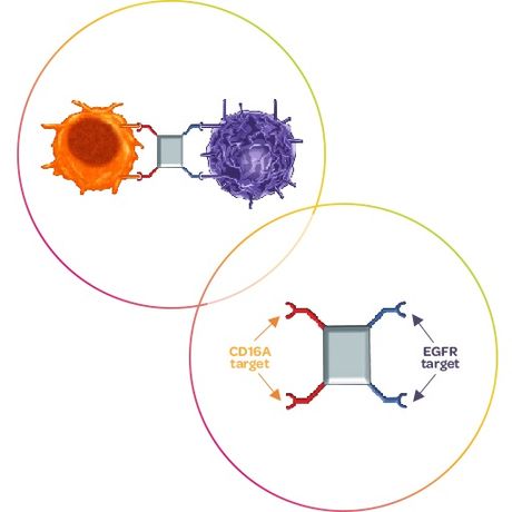 Model AFM24 - Innate Cell Engager Molecule