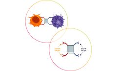 Model AFM24 - Innate Cell Engager Molecule