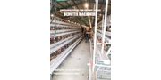 Layer Chicken Battery Cage System