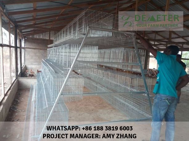 Affordable chicken cages in kenya-2