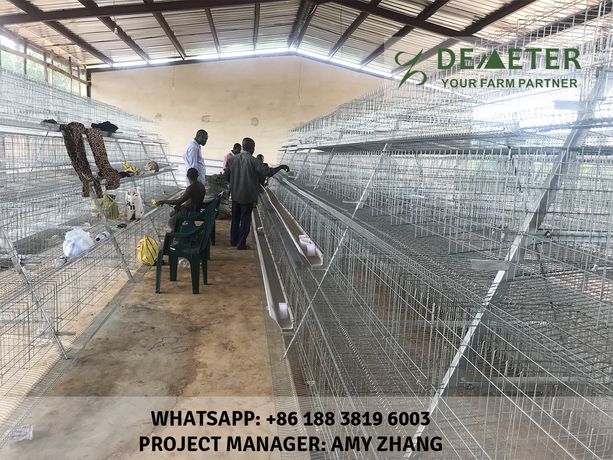 Affordable chicken cages in kenya-3
