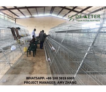 Affordable chicken cages in kenya-3