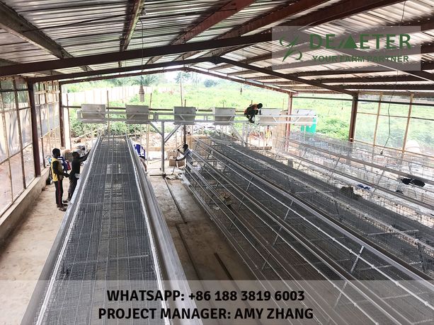 Affordable chicken cages in kenya-4