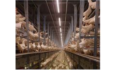 Follow 5 Factors to Choose the Best Poultry House Lighting Systems