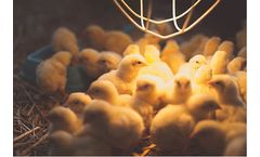 6 Management Practices for Better Poultry Performance