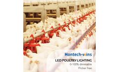 LED Light for Chickens: The Best Color you should Know