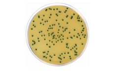 Condalab - Model ISO- 1446 - Chromogenic Cronobacter Isolation Agar (CCI)