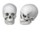 3di - Skull Hard Tissue Models