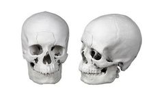 3di - Skull Hard Tissue Models