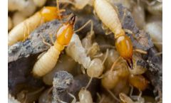 Termite Proofing Services