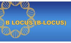 B Locus (B-Locus)