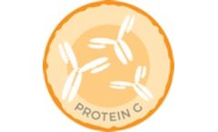 AROTEC - Model ABC04-10 - Anti-Calprotectin IgG - Goat Anti-Human Antibody (Protein G purified) Antibodies