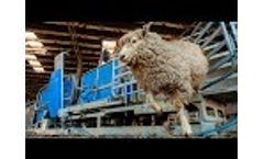 Racewell Sheep Handler | Customer Testimonials