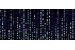 Next-Generation Sequencing Based on htDNA-chip® - University / Academia / Research - Medical Science and Research