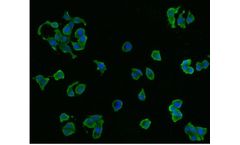 Huabio - Model CX3CR1 -A5C7 HA600074 - Mouse Monoclonal Antibody