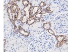 Huabio - Model CLDN7  -6-G3 M1412-2 - Mouse Monoclonal Antibody