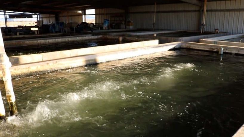 Talking Tanks and Raceways: Options Available in Aquafarming -3