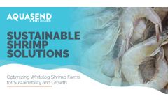 Beacon® Provides Sustainable Solutions for Whiteleg Shrimp Production