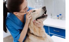 Diagnostic and therapeutic solutions for veterinary application