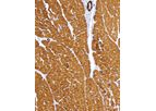 GeneAb - Model IHC505 - Actin, Muscle Specific Antibody