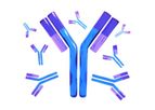 Targeted Antibody Therapy