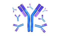 Targeted Antibody Therapy