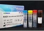 RADI - Model Brucella spp - RB001 - Molecular Diagnostic Kit