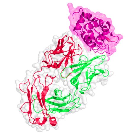 Model BC 6341 - Influenza B Virus Antigen