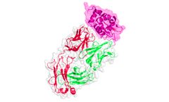 Model BC 6341 - Influenza B Virus Antigen