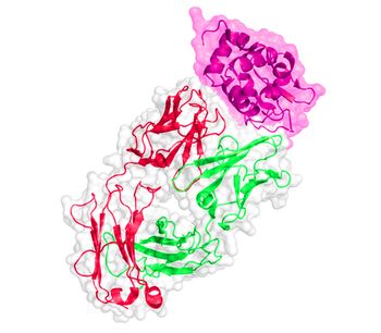 Model BC 6341 - Influenza B Virus Antigen