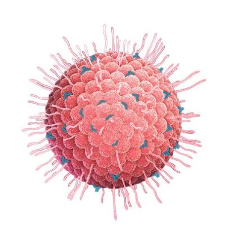 Human Herpes Simplex Virus Type-1(HSV) Vaccine-1
