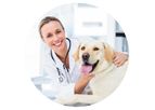 Medical - Model Pet & Less - Veterinary Treatment of Animals