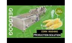 Sweet Corn Washing Machine|Vegetable Washing Machine - Video