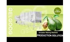Avocado Cleaning and Waxing Production Line Avocado Processing Plant - Video