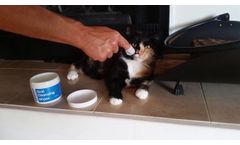 Maxi/Guard Oral Cleansing Wipes for Cats - Video