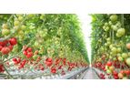 Resif-Sera - Hydroponic Tomato Greenhouse