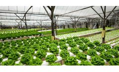Resif-Sera - Hydroponic Lettuce Greenhouse