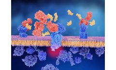 Transmembrane Proteins Effector Monoclonal Antibodies
