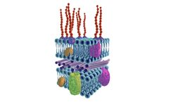 Carbohydrate Antibodies