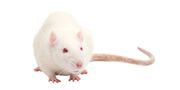SYnAbs Rat-LOU Monoclonal Antibodies