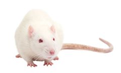SYnAbs Rat-LOU Monoclonal Antibodies