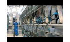 Delmer - Fully Automatic Milking Parlour, Cow Brushes, Mats, CowComfort Fans, Flexible Cubicles - Video