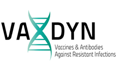 Vaxdyn - Model VXD007 and VXD009 - Inactivated LPS-Null (Endotoxin Free) Whole-Cell Acinetobacter Baumannii Vaccine